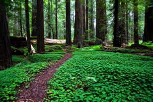 Avenue of the Giants 1-7093.jpg Avenue of the Giants 1-7093.jpg